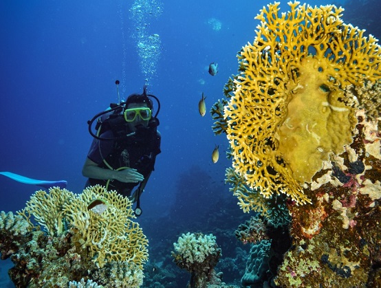 North Red Sea package 1 day from the boat + 2 days from the shore